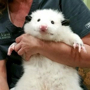 Meet your Posher, Sierra